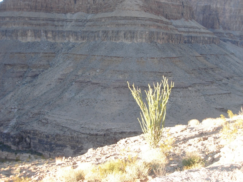 CactusInGrandCanyon