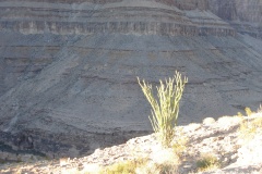 CactusInGrandCanyon